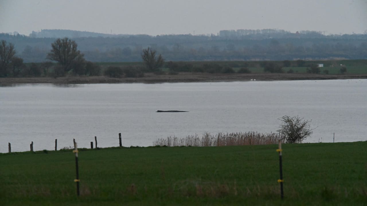 Bundeswehr Mine Blasts Kill 18 Porpoises in Baltic Sea Protected Area