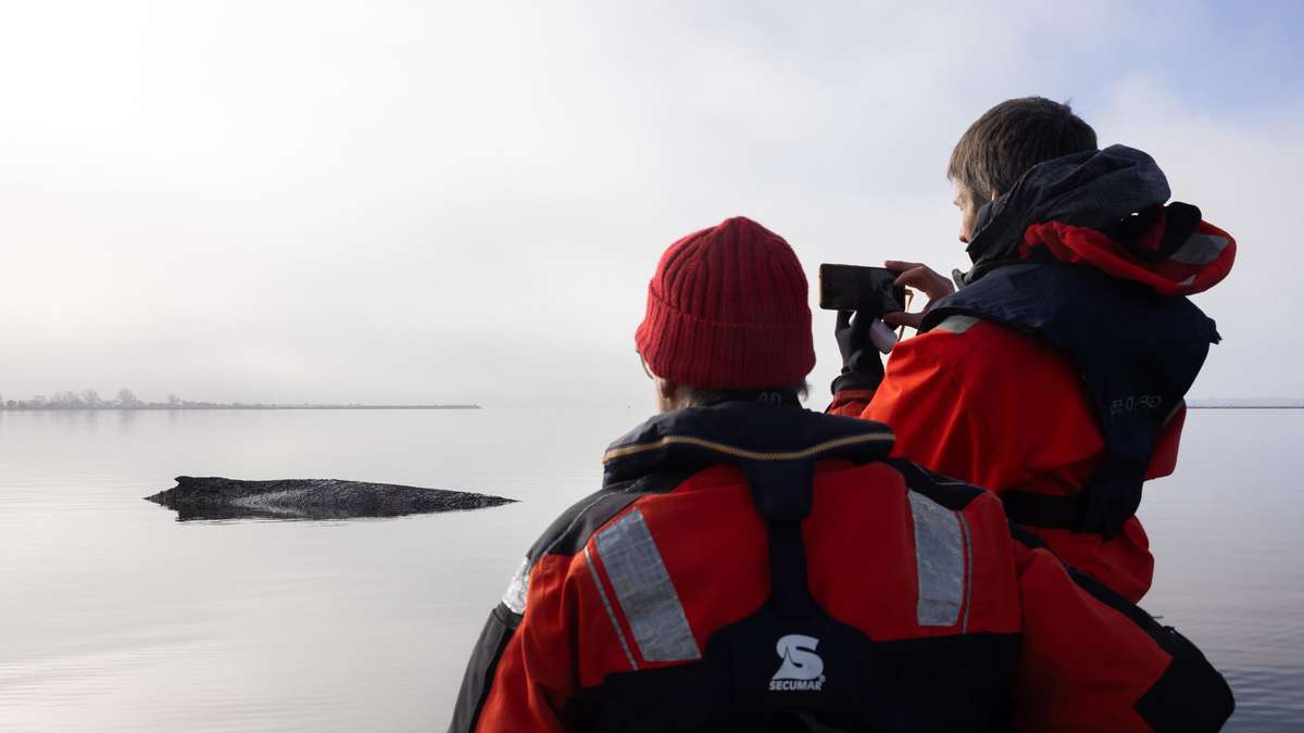 Did Bundeswehr Mine Detonations Cause 18 Porpoise Deaths in Fehmarnbelt?